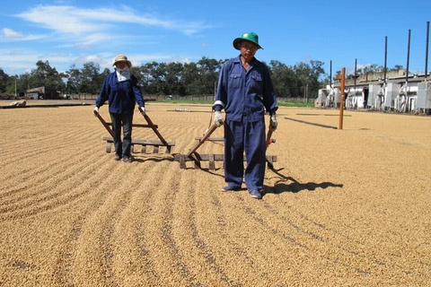 Tây Nguyên kiến nghị sớm cho chủ trương tạm trữ càphê