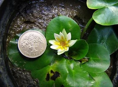 Hoa Nymphaea Thermarum chỉ nhỏ bằng đồng xu một bảng Anh (Ảnh do cơ quan cảnh sát Anh công bố)