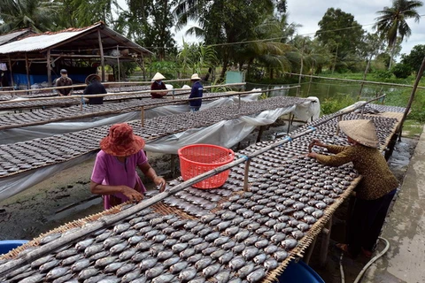 Cà Mau: Hơn 20 tấn cá đồng được tung ra trong dịp Tết 