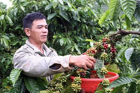 "Người trồng càphê Việt Nam 'găm' hàng chờ giá cao"