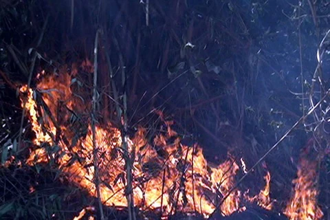 Một đám cháy bùng phát tại Vườn quốc gia Hoàng Liên