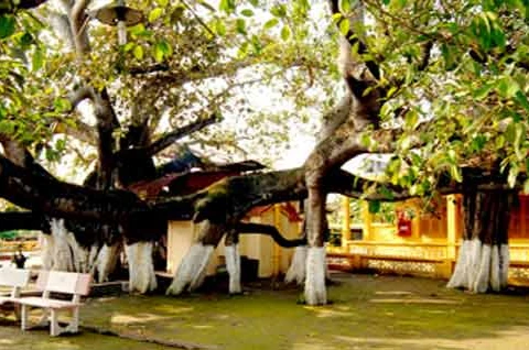 Cây đa 13 gốc được công nhận là cây di sản Việt Nam
