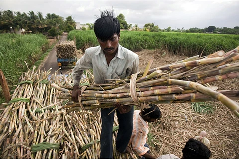 Nông dân thu hoạch mía tại Ấn Độ. (Nguồn: nytimes.com)