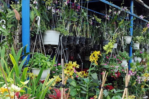 Nhiều loại lan đặc biệt khoe sắc tại Hội hoa lan Thành Đông