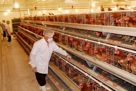 Trang trại chăn nuôi gà giống và gà đẻ trứng thương phẩm công nghệ cao tại xã Vĩnh Tân, huyện Tân Uyên, tỉnh Bình Dương (Ảnh: Mạnh Linh/TTXVN)