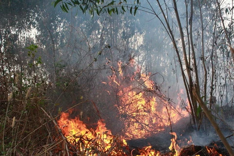 Nguy cơ cháy rừng ở cấp cực nguy hiểm ở Bình Thuận