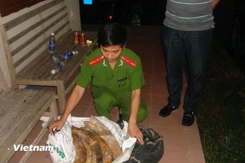 Quảng Ninh thu giữ 243,7kg ngà voi vận chuyển trái phép