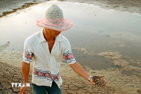 Bạc Liêu: Hơn 1.000ha đất nuôi tôm bị hoang hóa vì thiếu nước