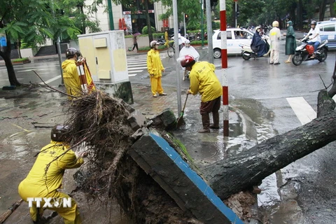 Nhiều cây đổ, cửa kính bị vỡ khi bão số 2 vào Quảng Ninh