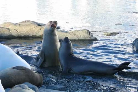 Biến đổi khí hậu toàn cầu làm giảm số lượng hải cẩu Nam Cực