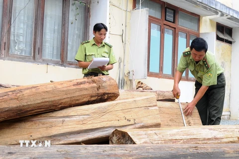 Lâm Đồng xử lý nghiêm hành vi mua bán, vận chuyển gỗ lậu