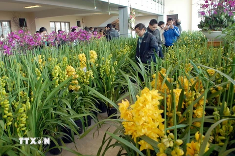Hà Nội đầu tư 41 tỷ đồng phát triển hoa, cây cảnh chất lượng cao