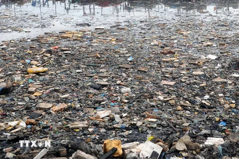 1,5 triệu động vật trên đại dương chết vì rác nhựa mỗi năm