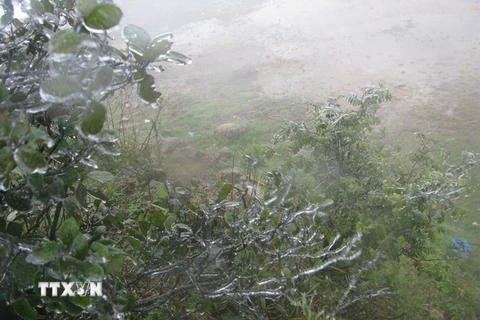 Sương muối xuất hiện đồng loạt ở vùng cao Sa Pa và Bát Xát