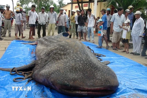 Bạc Liêu tiếp nhận cá voi nặng 250kg mắc lưới của ngư dân