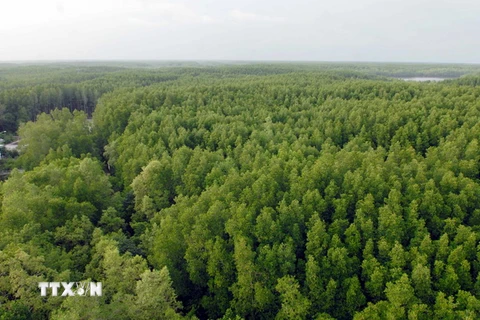8,8 triệu euro bảo vệ rừng ngập mặn Đồng bằng Sông Cửu Long