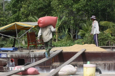 Nông dân mất ăn mất ngủ vì thương lái ngừng thu mua lúa gạo