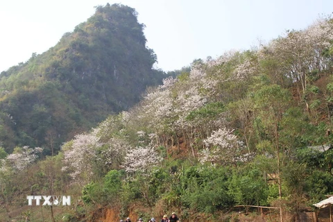Sơn La: Quy hoạch phát triển Khu du lịch quốc gia Mộc Châu