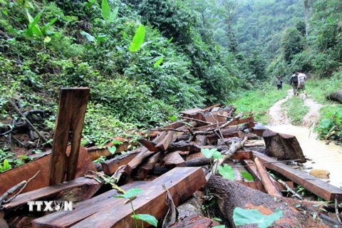 Quảng Ngãi cần làm rõ việc khai thác gỗ tại dự án hồ Nước Trong