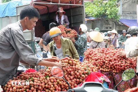 Tập kết, vận chuyển vải đi tiêu thụ ở huyện Thanh Hà (Hải Dương). (Ảnh: Đình Huệ/TTXVN)