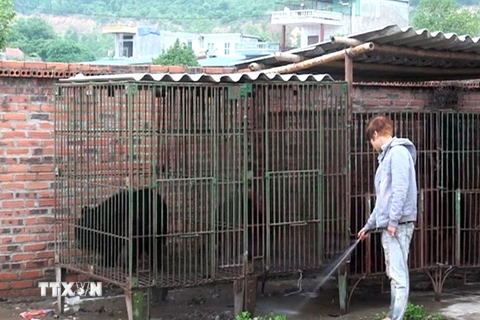 Loài gấu hoang dã bị nuôi nhốt trong các lồng sắt chật chội tại Quảng Ninh. (Ảnh: Xuân Tùng/TTXVN)