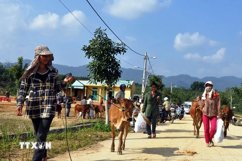 Tặng bò cho đồng bào dân tộc thiểu số vùng biên giới tại huyện Nam Giang, tỉnh Quảng Nam. (Ảnh: Đỗ Trưởng/TTXVN)