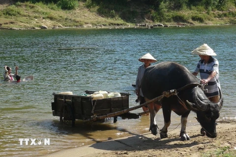 Người dân Quảng Bình vận chuyển nước từ suối về nhà để phục vụ sinh hoạt. (Ảnh: Đức Thọ/TTXVN)