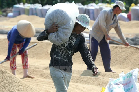 Thu mua lúa tươi của nông dân về phơi tại xã Vĩnh Thuận Tây, huyện Vị Thủy, tỉnh Hậu Giang. (Ảnh: Duy khương/TTXVN)