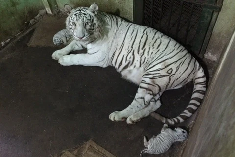 Lần đầu tiên nhân giống thành công hổ Bengal trắng ở Việt Nam