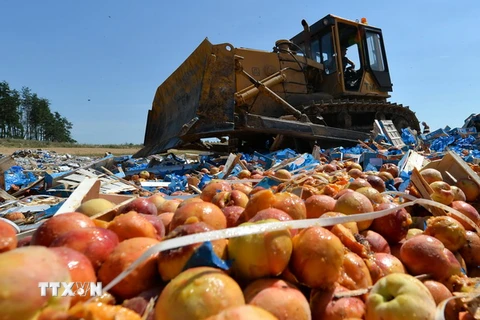 Nga tiến hành tiêu hủy hoa quả nhập khẩu trái phép tại thành phố Novozybkov, cách Moskva 600km ngày 7/8. (Nguồn: AFP/TTXVN)