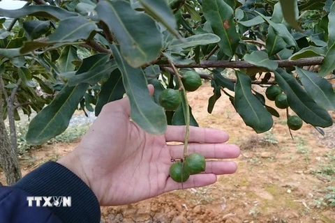 Cây mắcca được trồng tại Lai Châu. (Ảnh: Nguyễn Duy/TTXVN)