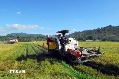 Nông dân huyện Tri Tôn đang thu hoạch vụ lúa hè thu 2015 bằng máy gặt đập liên hợp. (Ảnh: Mạnh Linh/TTXVN)