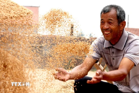 Niềm vui của nông dân được mùa lúa mỳ tại làng Changguo, tỉnh Hà Bắc, Trung Quốc. (Nguồn: THX/TTXVN)