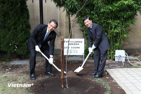 Đại sứ Nguyễn Quốc Cường và hạ nghị sỹ Akihiro Ohata chung tay trồng cây hoa anh đào của tỉnh Ibaraki trao tặng. (Ảnh: Nguyễn Tuyến-Gia Quân/Vietnam+)
