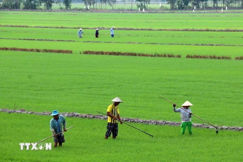Chăm sóc lúa ở huyện Giồng Riềng, Kiên Giang. (Ảnh: Lê Huy Hải/TTXVN)