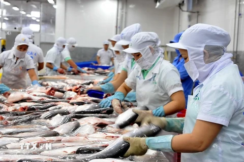 Chế biến cá tra xuất khẩu tại Công ty Hùng Cá, TP. Cao Lãnh. (Ảnh: An Hiếu/TTXVN)