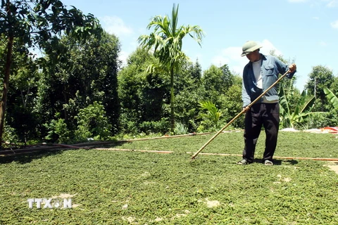 Nông dân huyện Vĩnh Linh, Quảng Trị phơi khô hạt tiêu vừa thu hái. (Ảnh: Hồ Cầu/TTXVN)