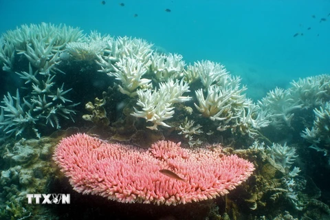 Rạn san hô Great Barrier Reef tại Australia. (Nguồn: AFP/TTXVN)