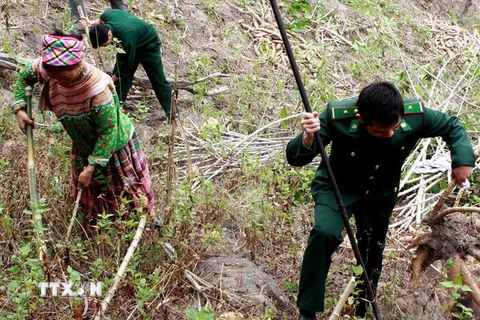 Bộ đội Biên phòng đồn 491 giúp nhân dân thu hoạch sắn tại Bản Tung huyện Mường Lát (Thanh Hóa). (Ảnh: Qúy Trung/TTXVN)