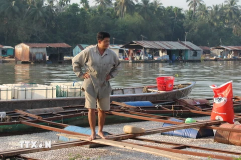 Cá bè nuôi chết nổi trắng mặt nước tại một bè nuôi trên sông Đồng Nai. (Ảnh: Sỹ Tuyên/TTXVN)