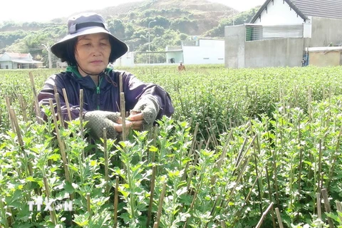 Người dân Ninh Giang chăm sóc hoa cúc vụ Tết. (Ảnh: Nguyên Lý/TTXVN)