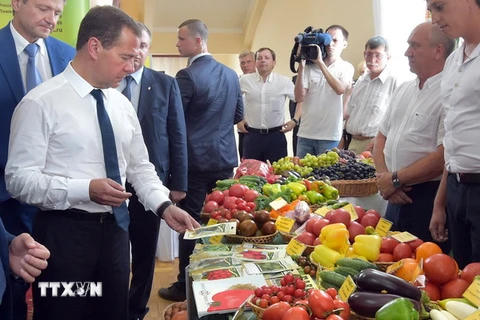 Thủ tướng Nga Dmitry Medvedev (thứ ba, trái) kiểm tra các sản phẩm nông nghiệp trong chuyến thăm thành phố Krasnodar, miền nam Nga ngày 11/8. (Nguồn: AFP/TTXVN)