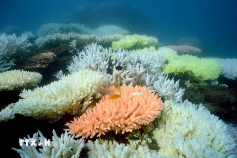 Rạn san hô Great Barrier Reef của Australia ngày 2/10/2012. (Nguồn: AFP/TTXVN)