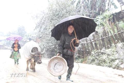 Nông dân tại xã Bản Mù, huyện Trạm Tấu (Yên Bái) đưa trâu về chuồng để nhốt trong ngày mưa tuyết, giá buốt. (Ảnh: Tuấn Anh/TTXVN)