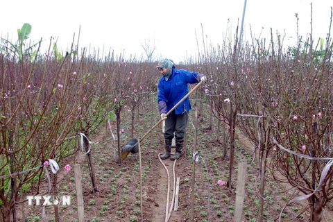 Chăm sóc hoa đào phục vụ nhu cầu của nhân dân dịp Tết Nguyên đán Bính Thân 2016 tại làng hoa Nhật Tân. (Ảnh: Quang Quyết/TTXVN)