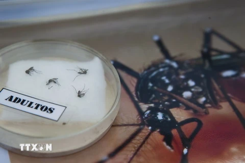 Bộ Y tế Peru đưa ra các thông tin về muỗi Aedes, vật trung gian lây truyền virus Zika. (Nguồn: AFP/TTXVN)