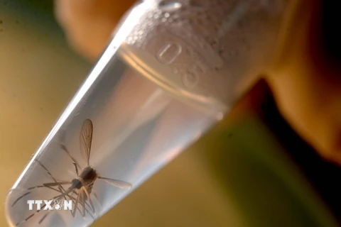 Nghiên cứu loài muỗi Aedes, vật trung gian truyền virus Zika, tại phòng thí nghiệm ở trường Đại học El Salvador, thủ đô San Salvador của El Salvado ngày 3/2. (Nguồn: AFP/TTXVN)