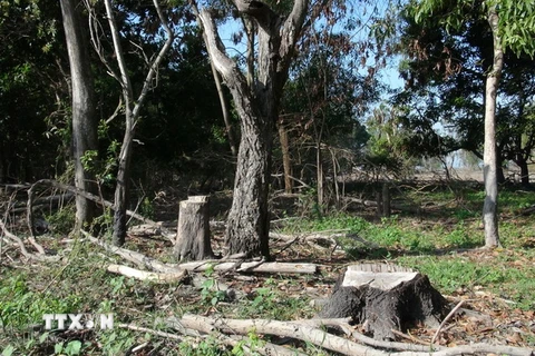 Rừng phòng hộ Dầu Tiếng tại đảo Nhím bị tàn phá nặng nề. (Ảnh: Phạm Thanh Tân/TTXVN)
