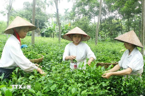 Cây chè là một thế mạnh trong phát triển kinh tế của Ba Vì. (Ảnh: Thế Duyệt/TTXVN)