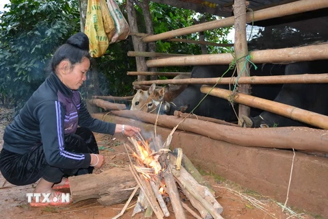 Người dân bản Tò Lọ, xã Chiềng Đen, thành Phố Sơn La, đốt lửa sưởi ấm cho gia súc. (Ảnh: Công Luật/TTXVN)